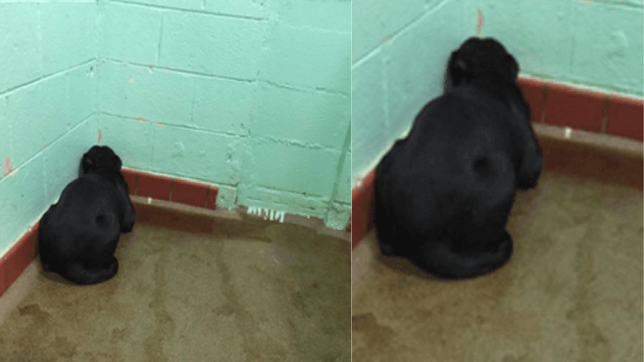 Questo cane vive in un rifugio e non riesce a guardare lontano dal muro: il veterinario scopre cosa gli è successo