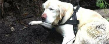 Questo cane cieco era scomparso da una settimana, ma il destino lo ha aiutato