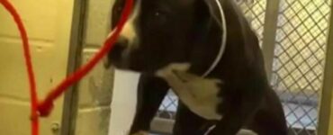 Quando vede il guinzaglio rosso avvicinarsi, questo cane capisce di essere stato adottato (VIDEO)