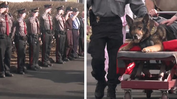 Rendono onore a K9, cane dell'esercito, con un'ultima sfilata tra i soldati prima che vada via per sempre