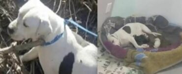 Un uomo ha abbandonato il suo cane incinta fuori le porte di un rifugio e i volontari gli scrivono una lettera commuovente