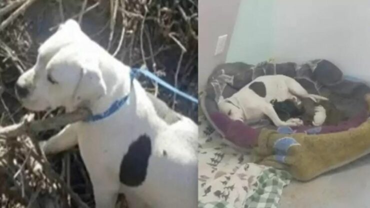 Un uomo ha abbandonato il suo cane incinta fuori le porte di un rifugio e i volontari gli scrivono una lettera commuovente