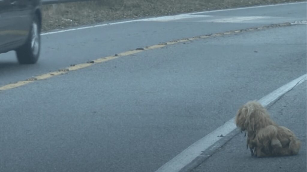 cane fissa le macchine e aspetta padrone per 2 anni