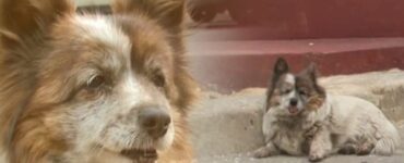 cane cieco aspetta