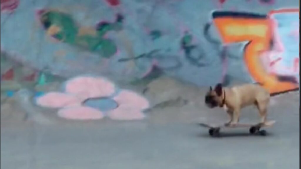 cane divertito su uno skateboard