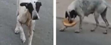 cane furbetto mangia
