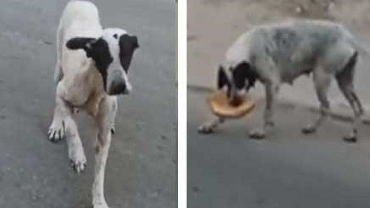cane furbetto mangia pane