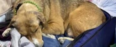 cane ucraino si mette nella valigia della veterinaria