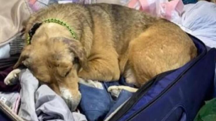 cane ucraino si mette nella valigia della veterinaria