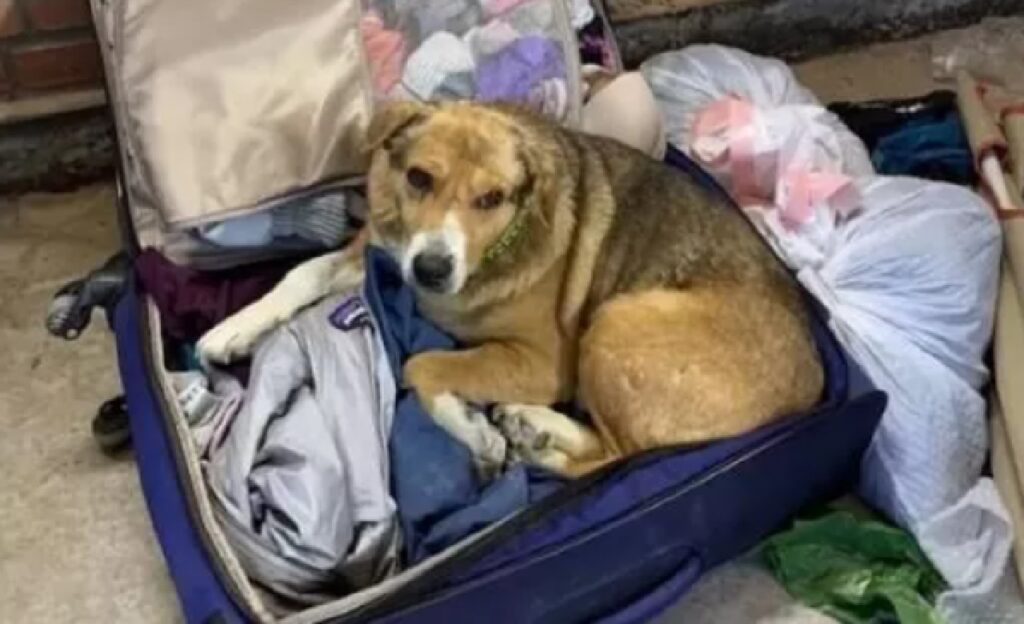cane ucraino entra in valigia