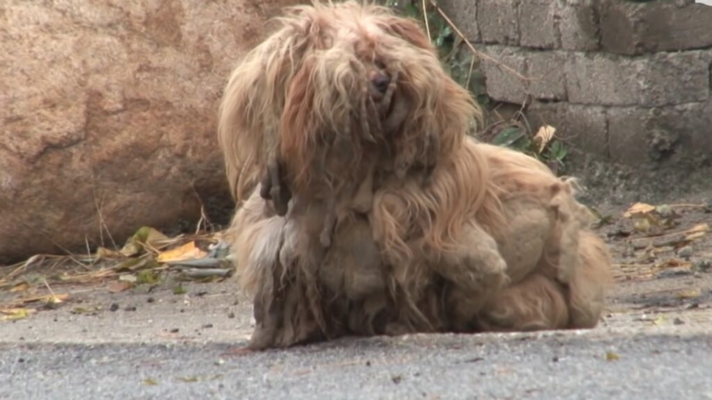 cane fissa le macchine e aspetta padrone per 2 anni