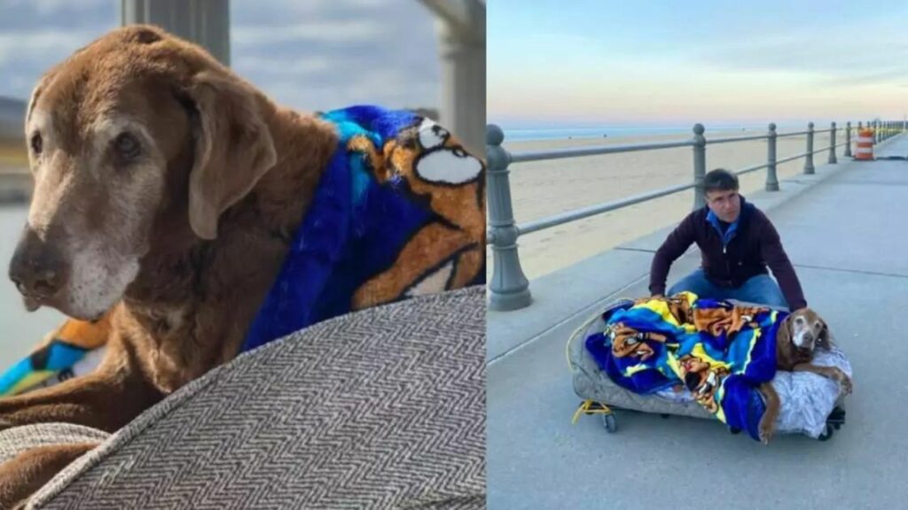 Questo cane non può più camminare e il suo padrone gli crea un letto speciale