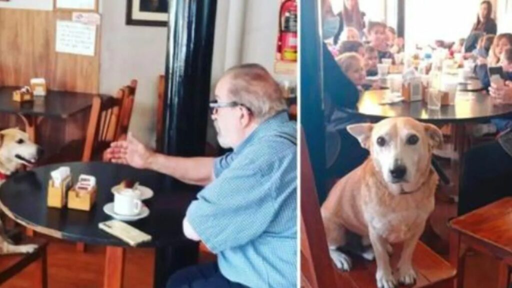 La caffetteria ha adottato un cane che si siede con le persone sole e fa loro compagnia
