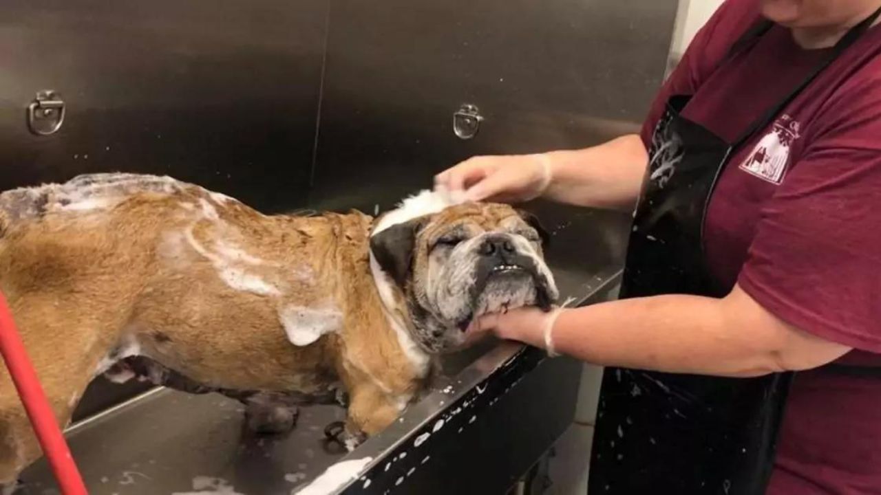 Toelettatore lava e cura un cane, ma non sa che il padrone lo ha abbandonato lì