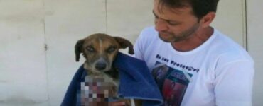 Il video del soccorso ad una cane che è stato trovato pieno di vermi
