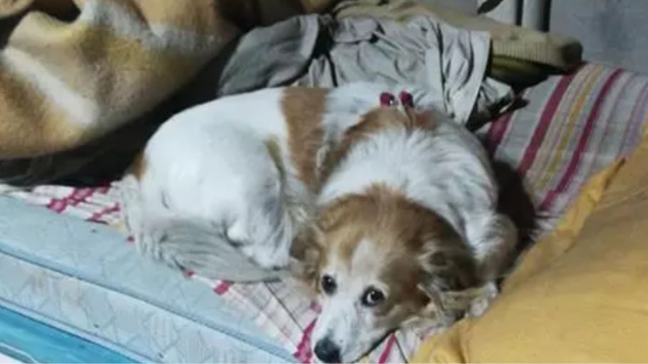 Anziano signore non vuole ricoverarsi per non lasciare solo il suo cane: un carabiniere lo adotta