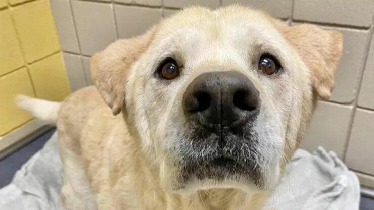 Martin, il cane con il muso tenero che viene riportato in canile tante volte