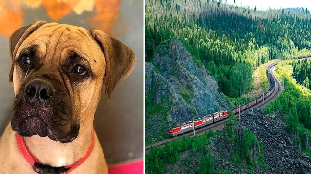 cane sul treno