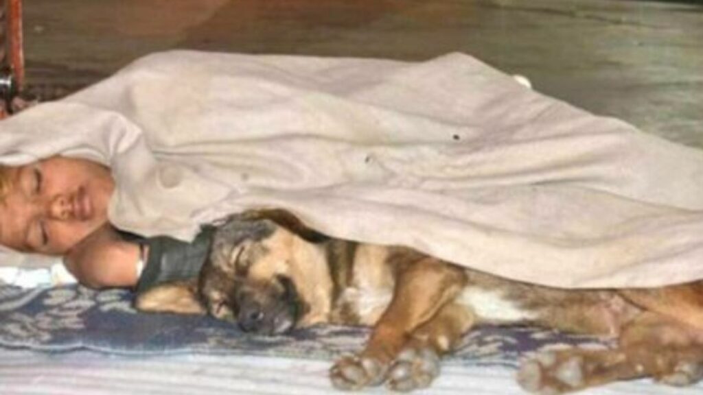 Questo cane ha riscaldato il suo padroncino senzatetto: gli ha permesso di sopravvivere