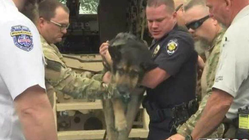 Rendono onore a K9, cane dell'esercito, con un'ultima sfilata tra i soldati prima che vada via per sempre