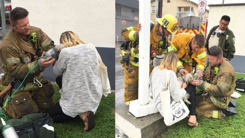Pompiere salva un cane da una casa in fiamme, ma si rifiuta di lasciarlo andare: cerca di salvarlo in tutti i modi