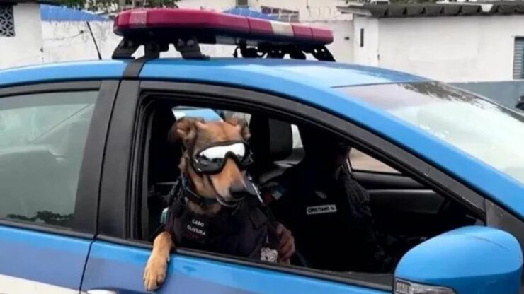 Oliveira, il cane abbandonato che oggi è una star social della Polizia di Rio