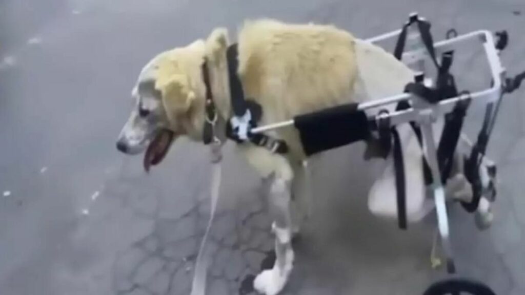 Un cane paralizzato è finito in un fiume dopo essersi ferito: versa lacrime di gioia quando viene salvato