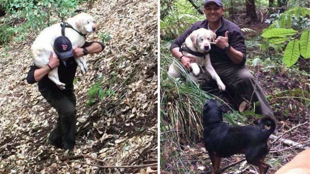 Questo cane cieco era scomparso da una settimana, ma il destino lo ha aiutato