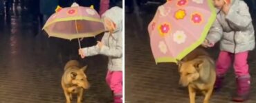 Sotto la pioggia che cade a dirotto questa bambina copre il suo cane con un ombrello