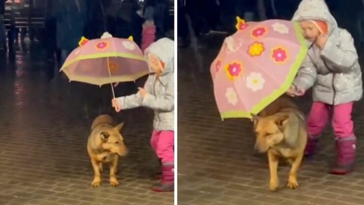 Sotto la pioggia che cade a dirotto questa bambina copre il suo cane con un ombrello