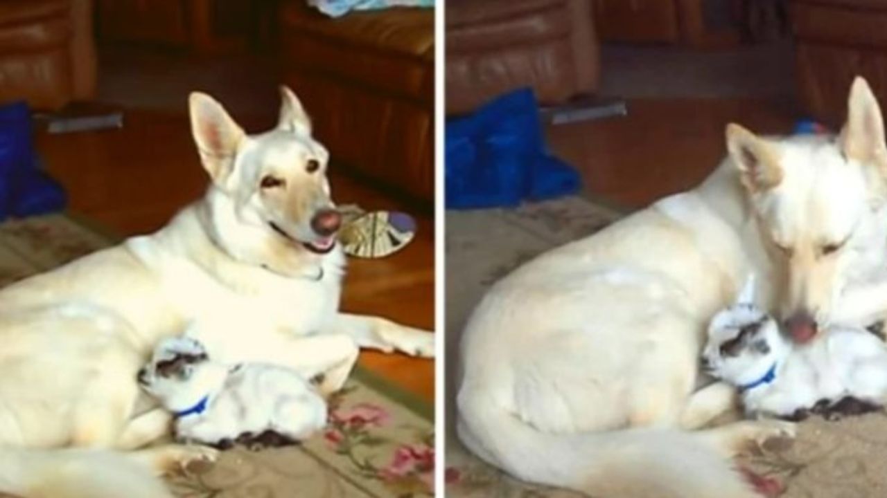 Cane salva una capretta e la protegge con tutto se stesso