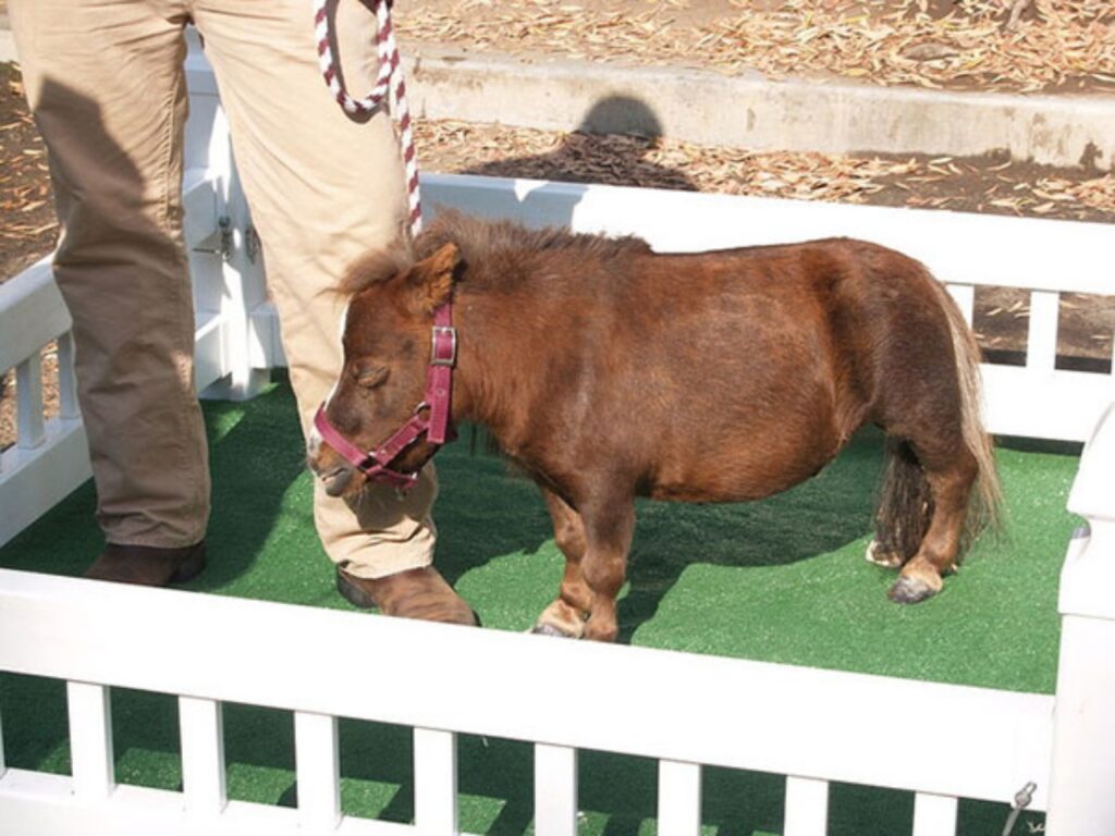 il cavallo più piccolo del mondo sorprende i bambini