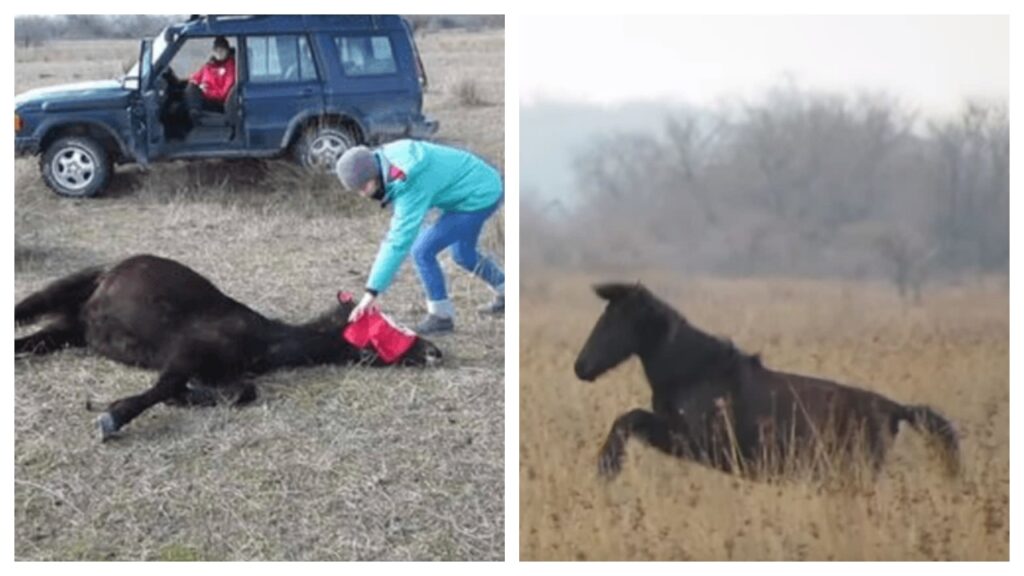 uomo libera cavallo incatenato