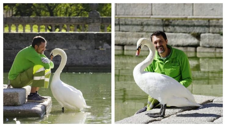 cigno solitario abbraccia giardiniere