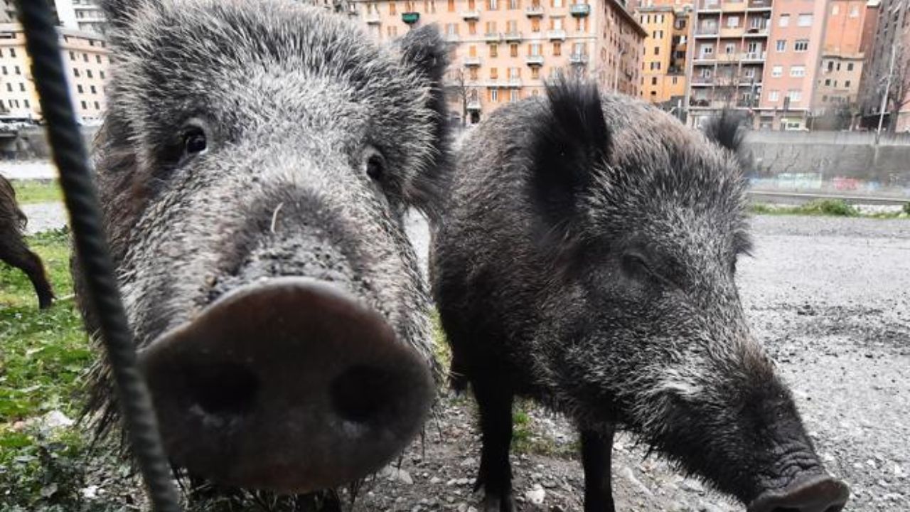 Cinghiale entra in una scuola materna e ferisci un'insegnante