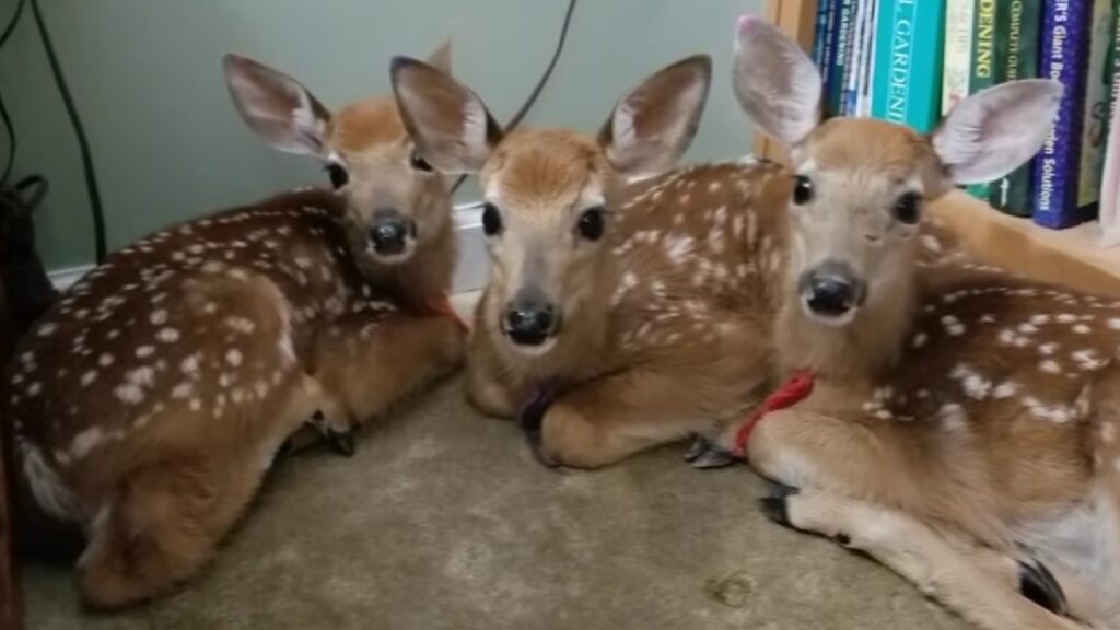 i piccoli cuccioli di cervo