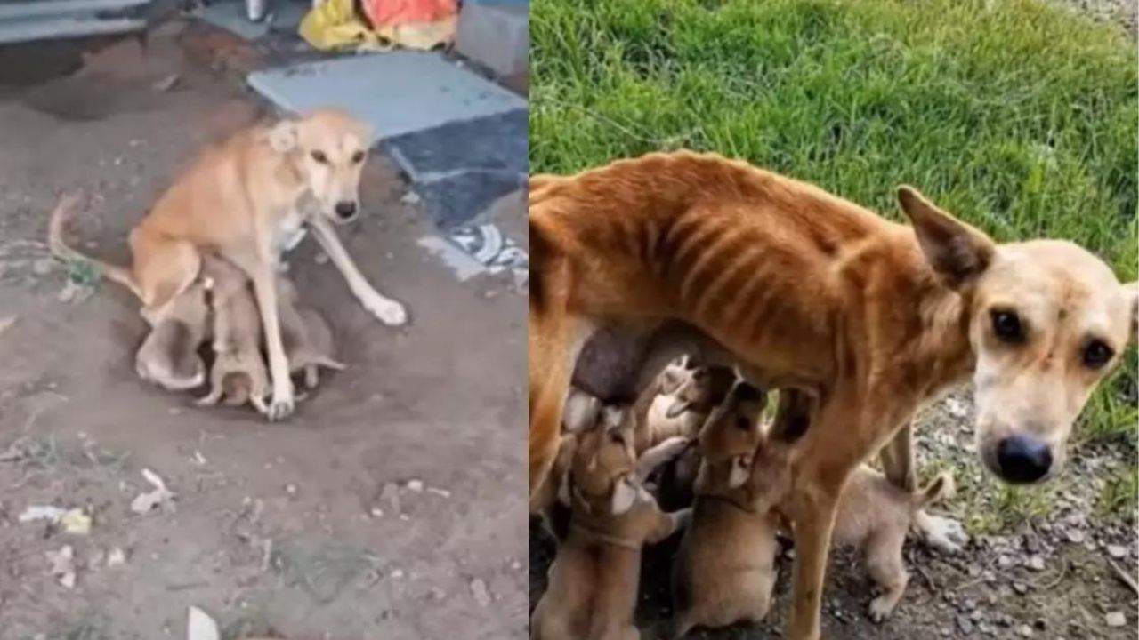 Cagnolina deperita dopo aver nutrito i suoi cuccioli viene salvata