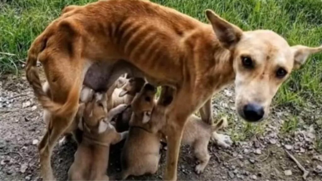 Cagnolina deperita dopo aver nutrito i suoi cuccioli viene salvata
