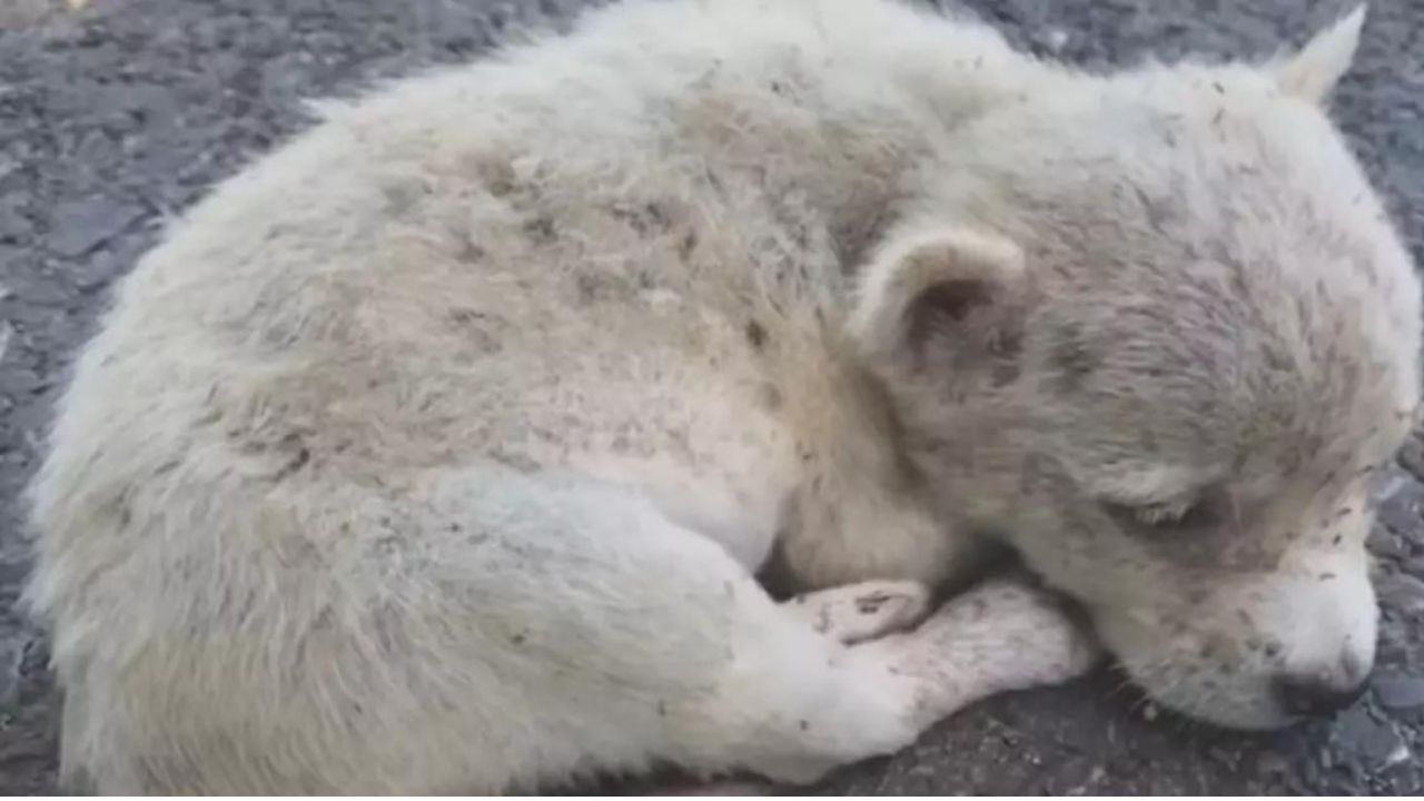 Poco prima di andarsene per sempre, questo cucciolo viene salvato in mezzo alla strada