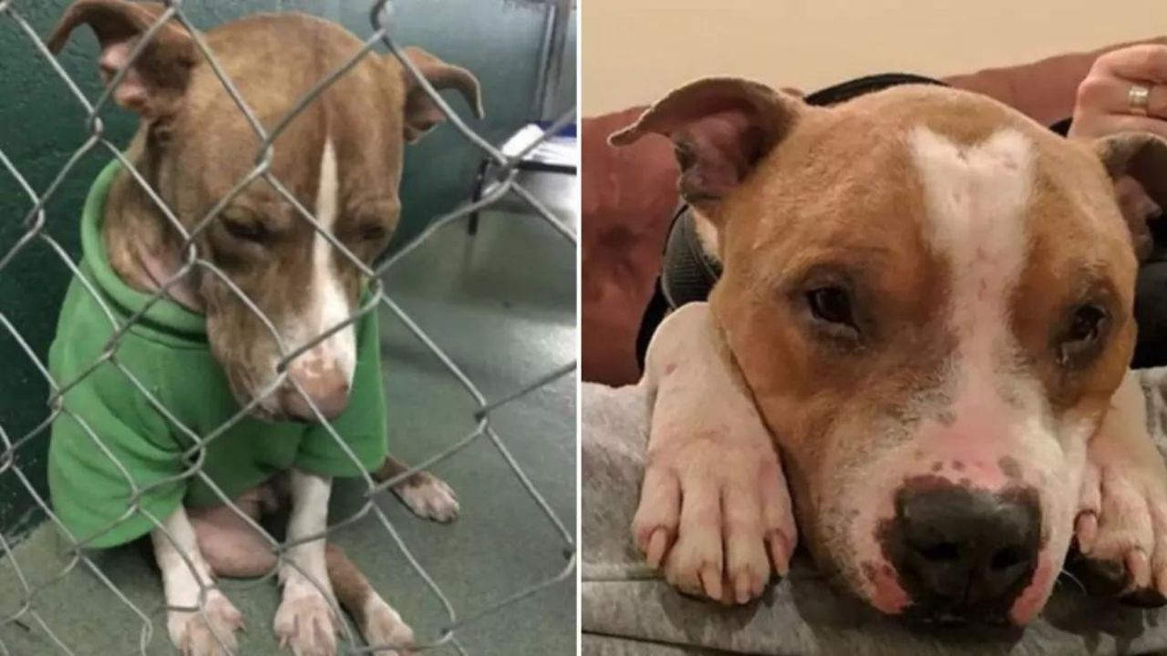 Questo cucciolo porta sempre addosso un maglione di Natale cercando disperatamente casa