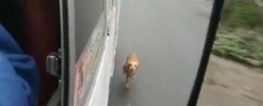 Cucciolo terrorizzato corre dietro ad un bus: lì sopra c'era la sua padroncina