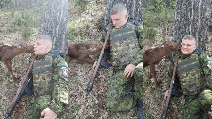 Un cucciolo di alce perde la sua famiglia e cerca aiuto in un soldato