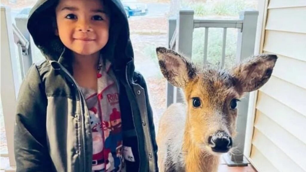 Un bambino di 4 anni torna a casa con un adorabile cucciolo di cervo (video)