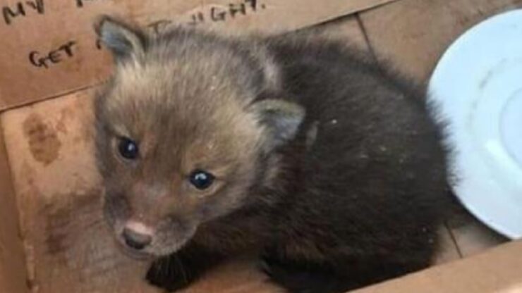 cucciolo di volpe salvato da soccorritori