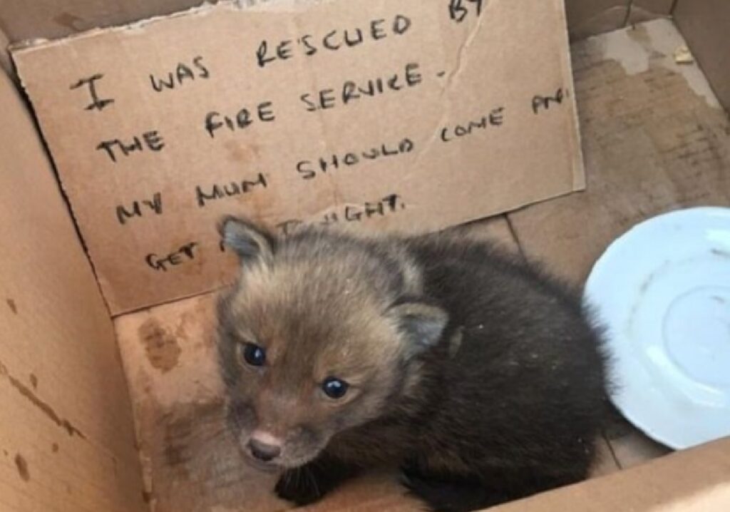 cucciolo di volpe salvato in una scatola