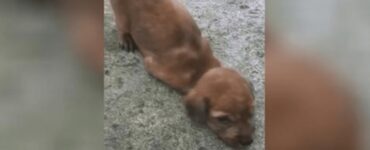 cucciolo gravemente ferito alla zampa