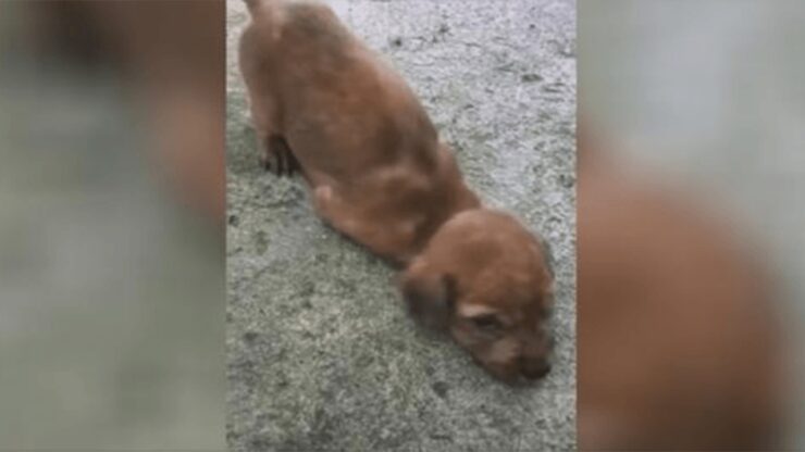 cucciolo gravemente ferito alla zampa