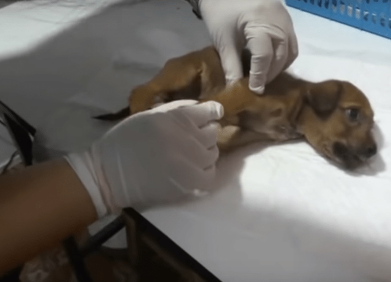 cucciolo gravemente ferito veterinario