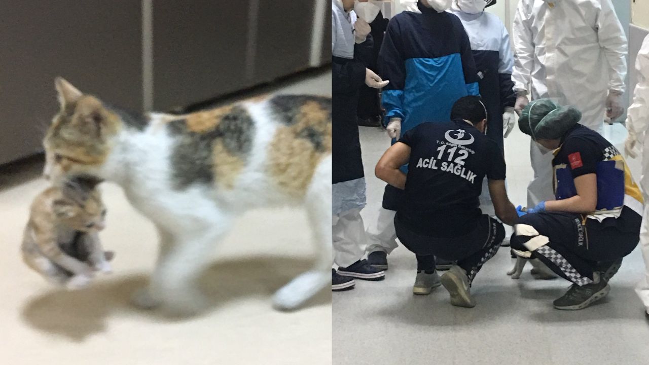 Mamma gatta porta al pronto soccorso il suo cucciolo: era gravemente ferito