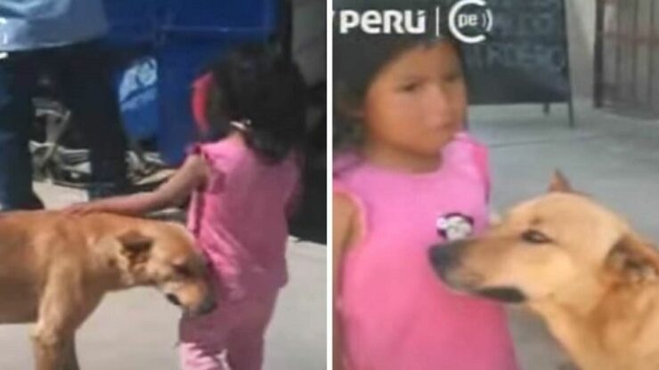 Cucciolo trova una bambina persa per strada e la accompagna a casa